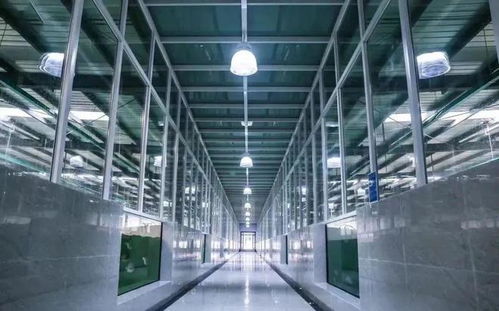 工廠化養(yǎng)石斑魚 海水養(yǎng)殖技術(shù)的創(chuàng)新突破